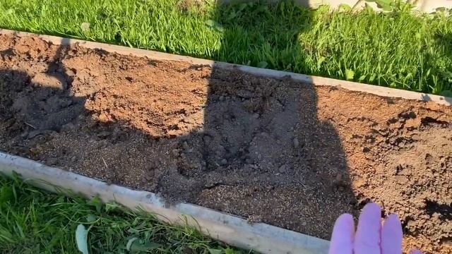 Перцы в ведрах,высаживаю тыквы. смотреть онлайн