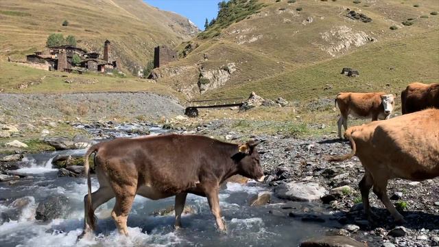 Тушети_თუშეთი_Tusheti 2020 смотреть онлайн