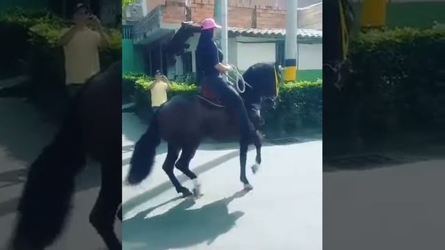 Лошадь танцор смотреть онлайн