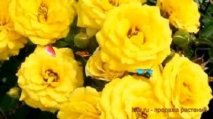 Роза миниатюрная Беби Голд ? обзор: как сажать, саженцы розы Беби Голд
