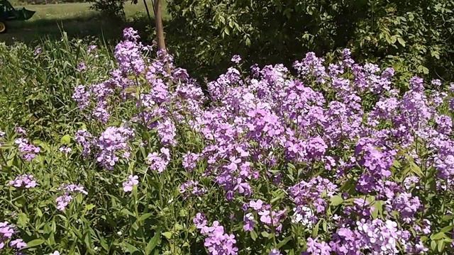 Woodland Wisconsin Wildflowers смотреть онлайн