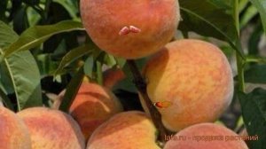 Персик обыкновенный Золотая Москва ? обзор: как сажать, саженцы персика Золотая Москва