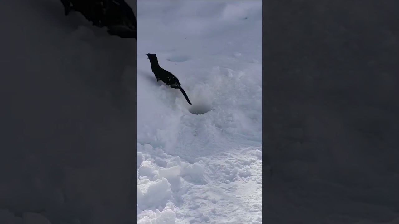 Вот так надо ловить. Рыбак 100 уровня #рыбалка #палатка #север #снежинск #fishing #супер смотреть онлайн