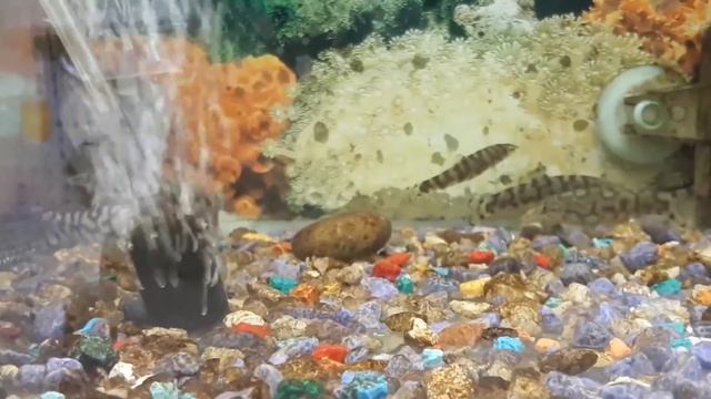 Мраморная боция смотреть онлайн