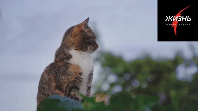 Какие вкусы и запахи любят кошки смотреть онлайн