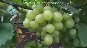 Сорта винограда Светлана (FVR-7-9)  2017