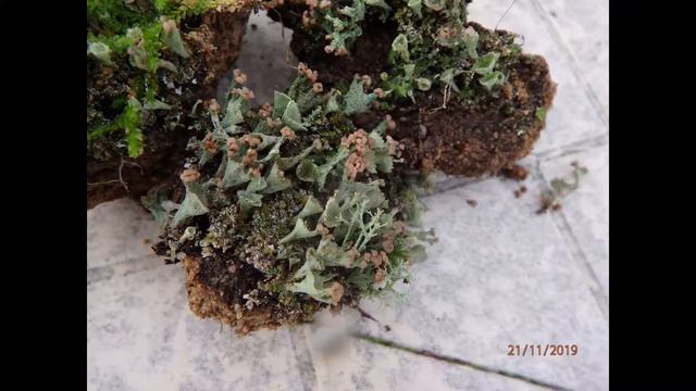 Cladonia peziziformis Greece by Theo Fotiadis 21 11 19 смотреть онлайн
