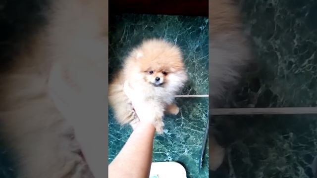 Щенок померанского шпица, мини, в продаже. Тип Мишка смотреть онлайн