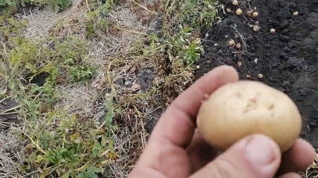 Копаем картофель Торнадо и Орла выращенный без полива. Минимум дождей, максимум высоких температур! смотреть онлайн