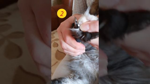 Как подстричь когти котенку смотреть онлайн