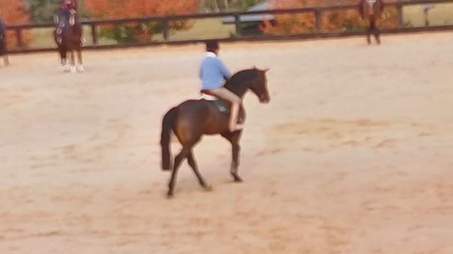 George Morris day 3 riding Levi смотреть онлайн