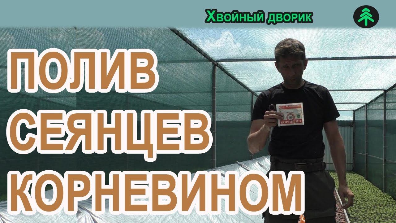 Как разводить корневин,как поливать корневином Питомник "Хвойный дворик" смотреть онлайн