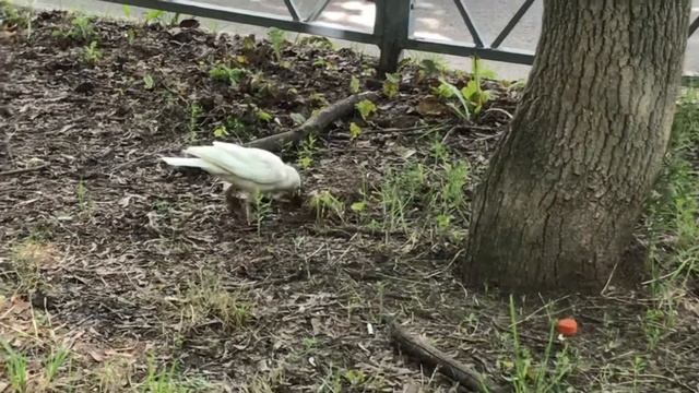 Белая ворона смотреть онлайн