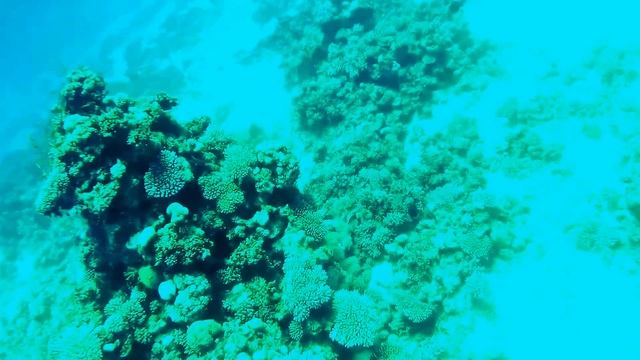 Дайвинг в каньоне возле Дахаба Египет смотреть онлайн