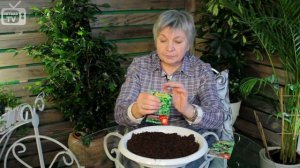 Салат  Выращивание на подоконнике зимой 