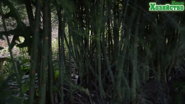 СПАРЖА выращивание и уход. ДЕЛИКАТЕС который может вырастить каждый