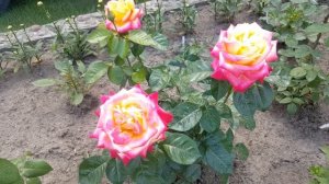 Роза Пульман Ориент Экспресс . Rosa Pullman Orient Express . Чайно-гибридные розы .