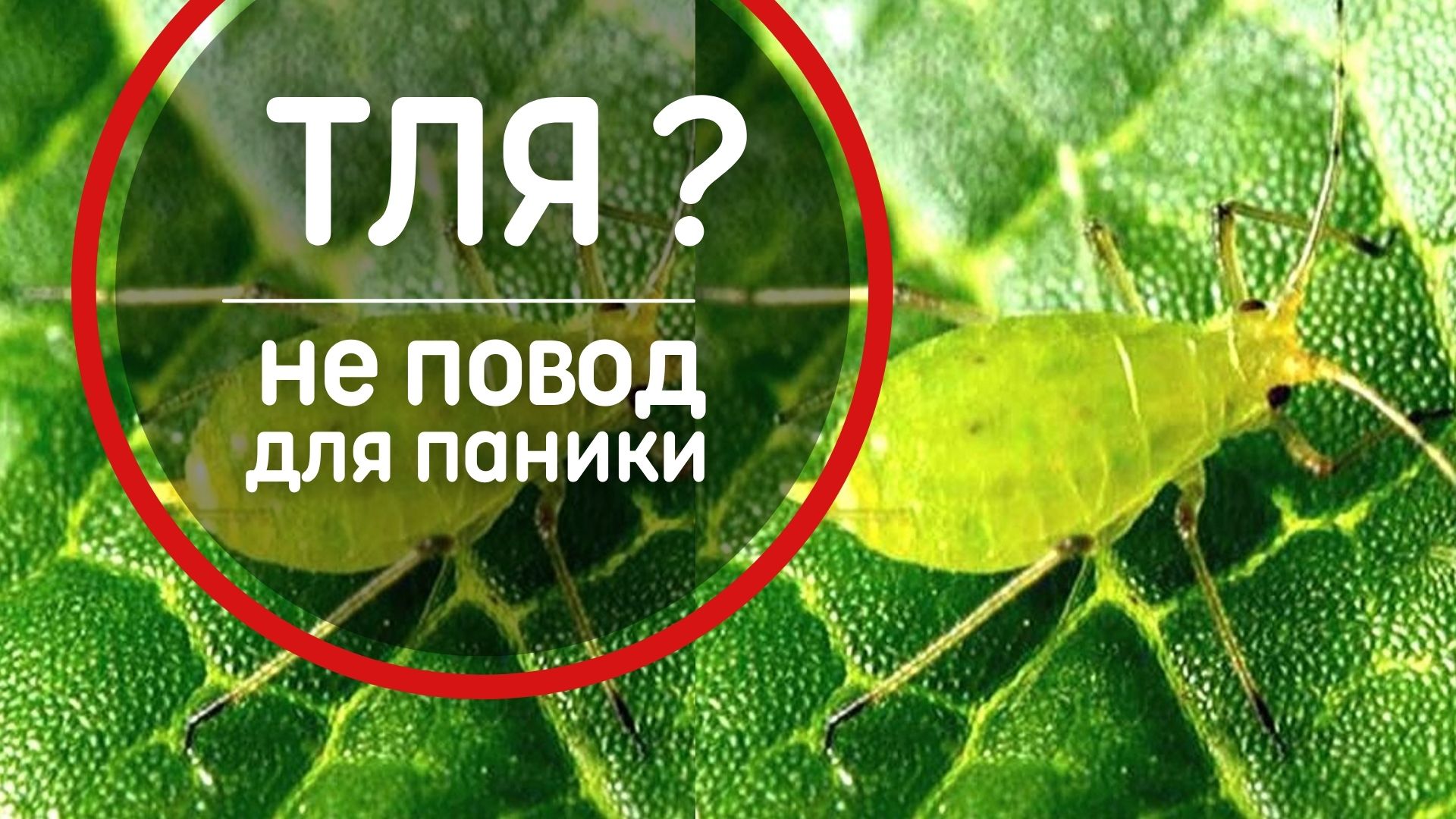 ТЛЯ АТАКОВАЛА? Не повод для паники! Борьба с тлей ЭКО-способы. Тля на …