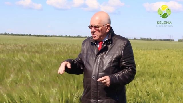 Сорта озимого и яростного ячменя компании 