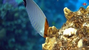 Underwater 4K video  Beautiful Views    Coral Reef Fish Relaxing music Aquarium 4K VIDEO 4K  Reef