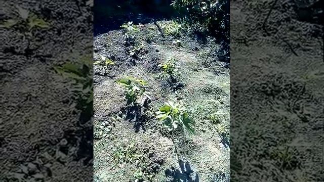 Продаю кусты инжира, очень вкусный, сладкий, морозостойкий #продаю #рассада #инжир смотреть онлайн