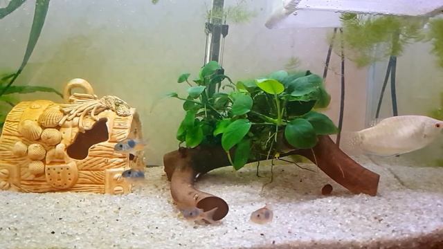 Коридорас Венесуэла Оранж малыши смотреть онлайн