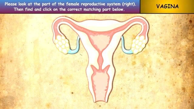 The Female Reproductive System: Interactive Google Slides + Powerpoint. See Description Box Below смотреть онлайн