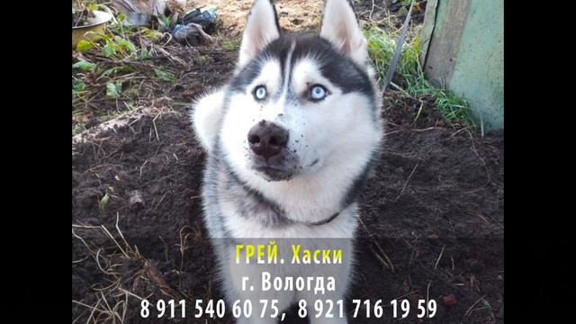 Пропала собака! ГРЕЙ. Хаски. г. Вологда смотреть онлайн