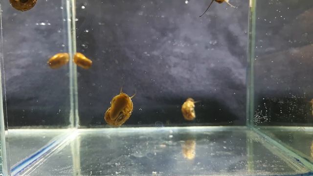 УЛИТКА КАТУШКА. Planorbarius corneus смотреть онлайн