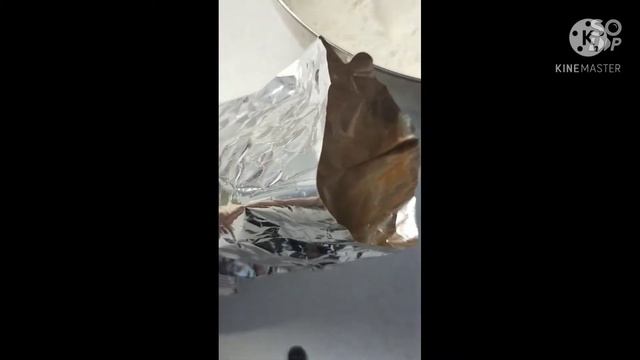 Как приготовить банановое печенье смотреть онлайн