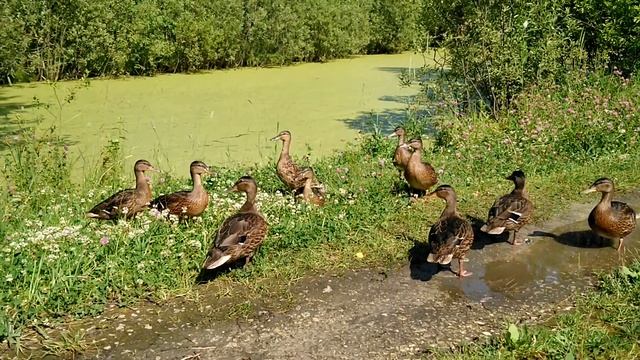 Утки Дикие Почти как Домашние смотреть онлайн