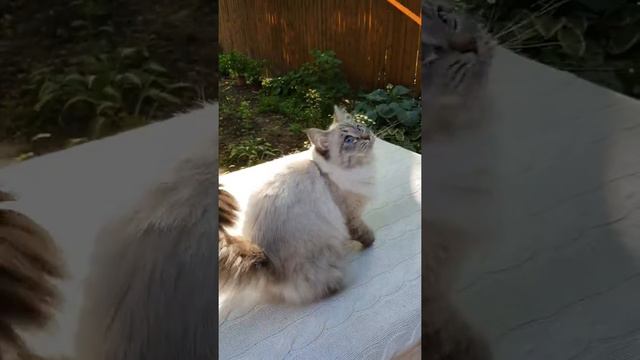 Siberian (NEVA MASQUERADE) kitten HAKUNA MATATA Agat. Сибирский ( НЕВСКИЙ МАСКАРАДНЫЙ) котенок смотреть онлайн