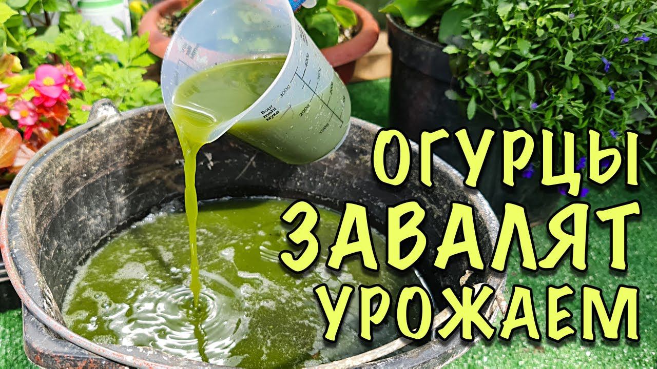 ХОТИТЕ собирать УРОЖАЙ ВЁДРАМИ? ПРОСТО полейте ОГУРЦЫ ЭТИМ! ПОПРУТ ДАЖЕ СЛАБЫЕ! смотреть онлайн