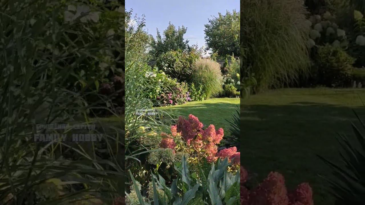 #гортензия # в нашем саду 6 сентября смотреть онлайн