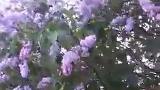 ЦВЕТЁТ СИРЕНЬ! смотреть онлайн