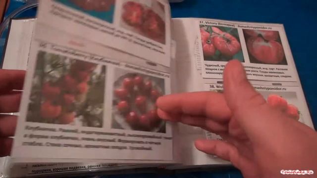 Сорта томатов от коллекционеров на посадку в 2017 году смотреть онлайн