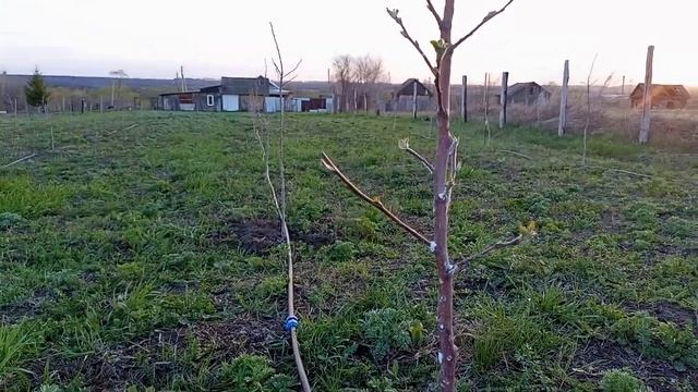 Раскинул трубы для капельного полива.