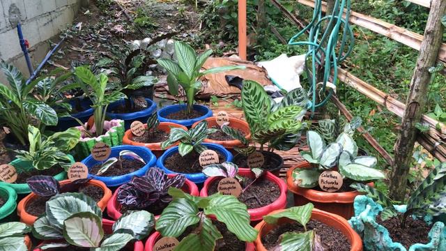 My Calathea Collections | early morning rain bath | Connie Baguipo смотреть онлайн