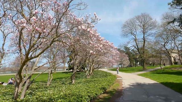 Blossoms in Niagara Falls Magnolia and Cherry Blossoms 2023 смотреть онлайн