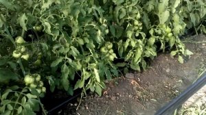 Обзор гибрида томата Мальва F1, перед применением  ЭТИЛЕНА, по пути на табачный участок