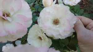 12 июля 2021 г. Роза Шарль Азнавур.