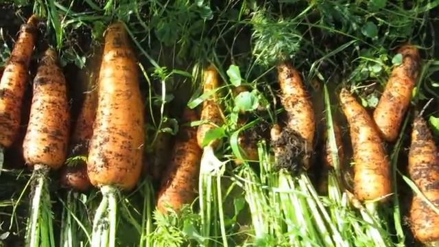 Дача на 24.09.19 г. Заморозки-цветы. Урожай моркови, грядка под чеснок. смотреть онлайн