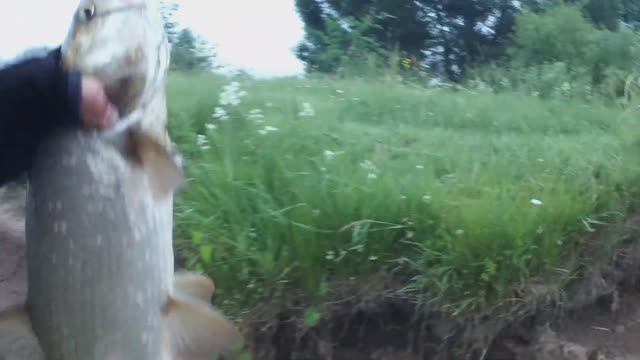 Наилучшим временем для ловли Жереха с 4 до 7 утра