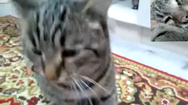 Смешной котик Патрик. смотреть онлайн