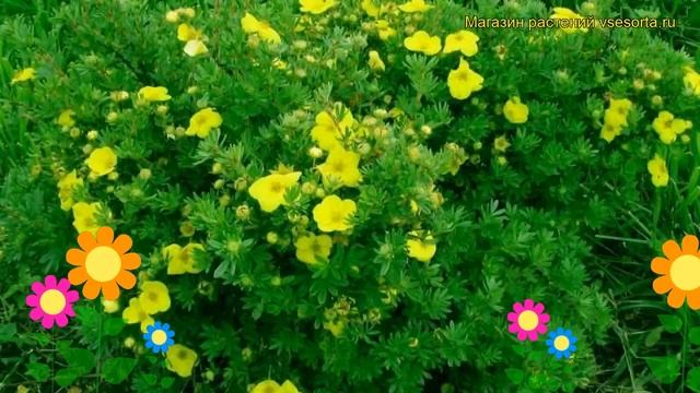 Лапчатка кустарниковая Ливинг Дейлайт. Краткий обзор, описание potentilla fruticosa Living Daylight смотреть онлайн