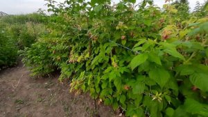 малина Гордость России тбзор урожая