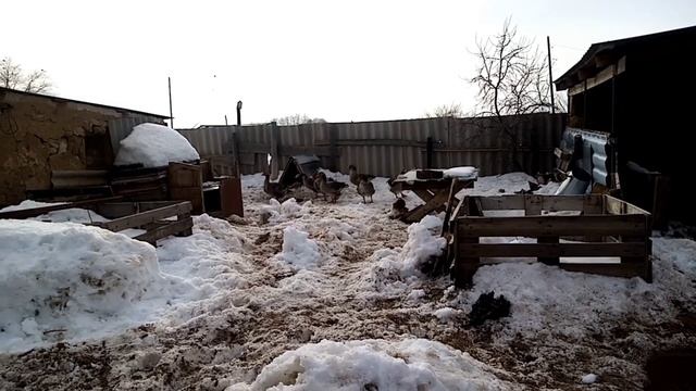 Гуси крупные серые, корм для гусей, содержание породистых гусей смотреть онлайн