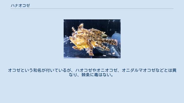 ハナオコゼ смотреть онлайн