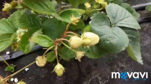 Дегустация клубники КАПРИ, СПАРЖИ, ЛИНОСА, мурано, САН АНДРЕАС. Вторая волна плодоношения