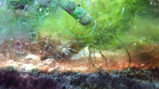 Fuge Anemone - What is it? Hydroid Jellyfish смотреть онлайн